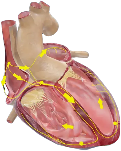 heart